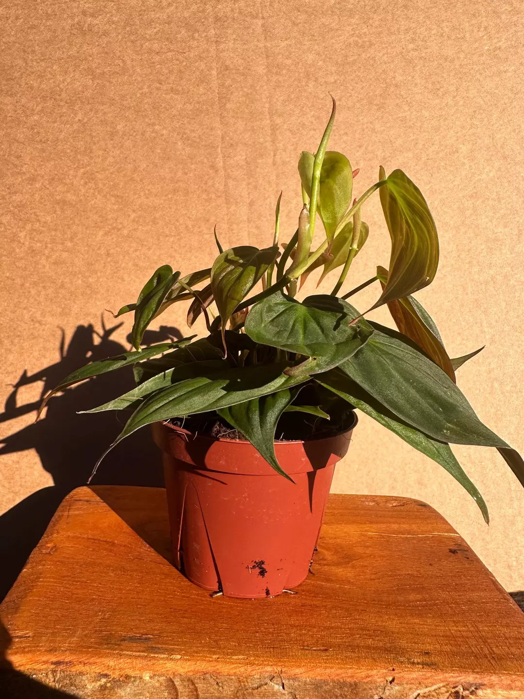 4” Philodendron Micans – Velvet Trailing Plant | Heart-Shaped Leaves thumbnail