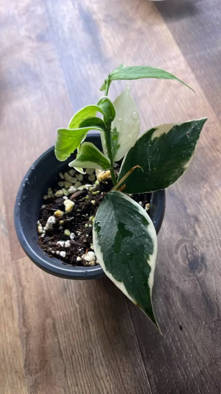 Hoya Polyneura Albo #1 thumbnail