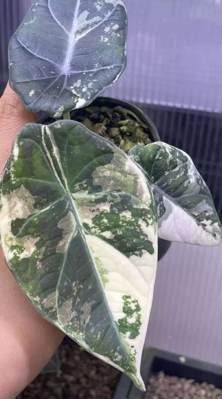 Pink/Albo Maharani Corm thumbnail