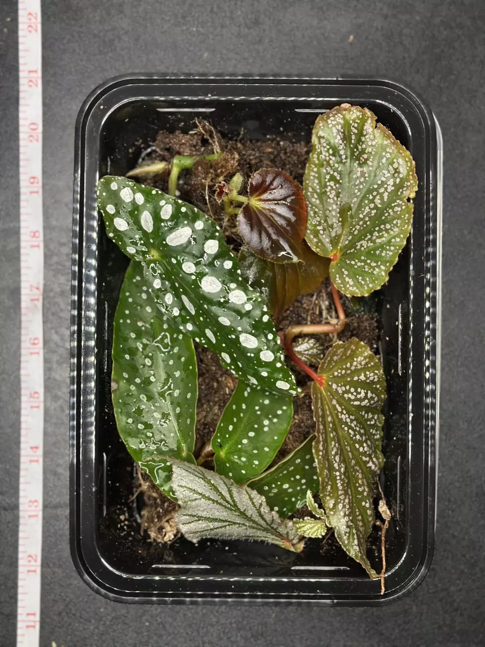 Begonias Mystery Box - 6 cuttings thumbnail
