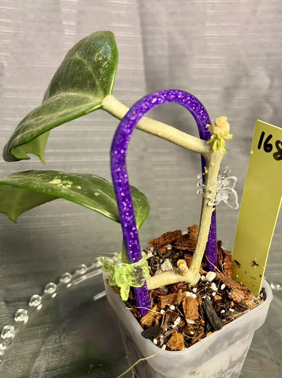 168.  H. aff latifolia IML 1590 (fka Clandestina pink) thumbnail