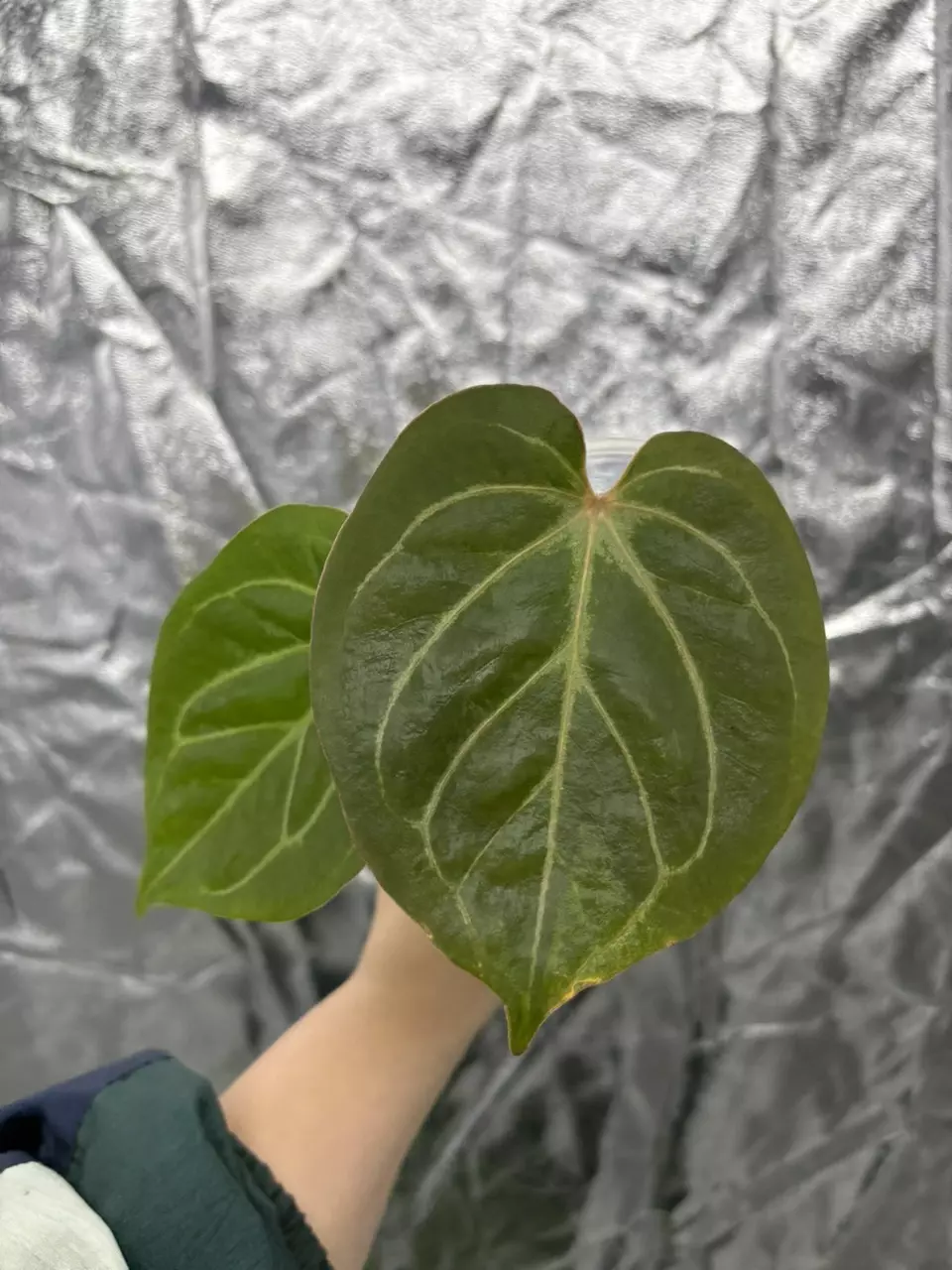 KOS dark form thumbnail