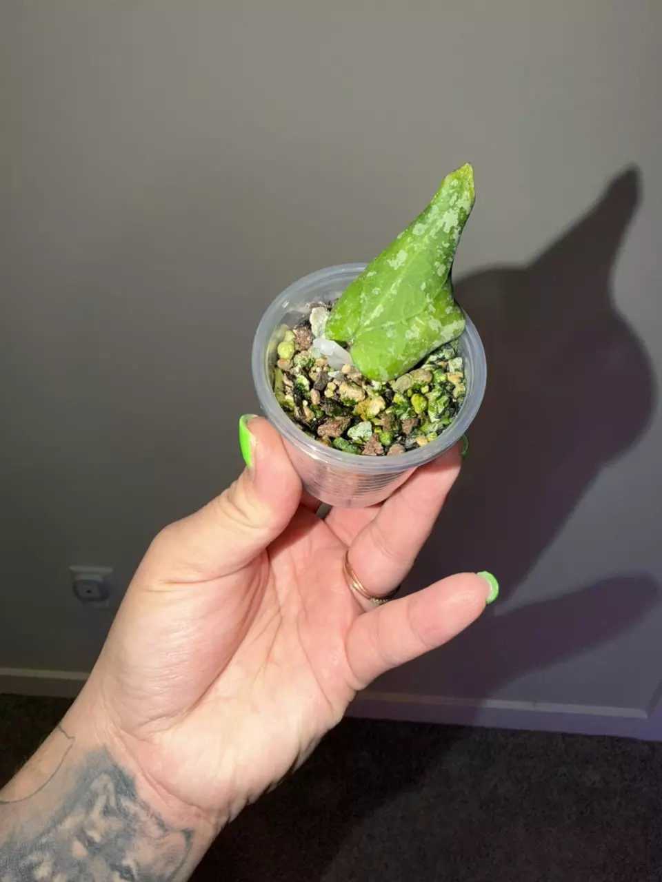 Hoya Cinnamomifolia X Imbricata thumbnail