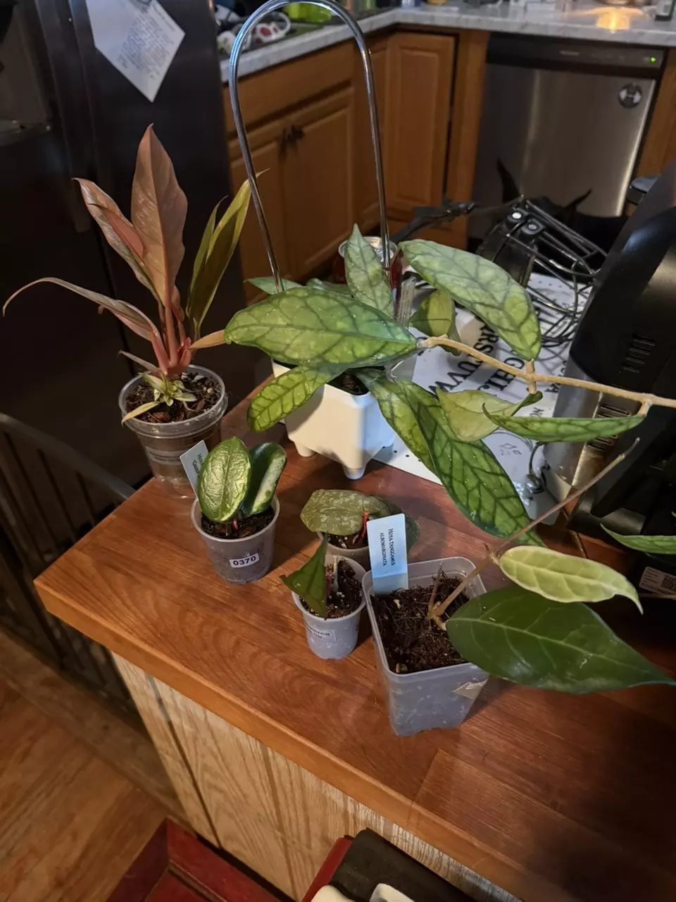 Mystery Hoya cutting thumbnail