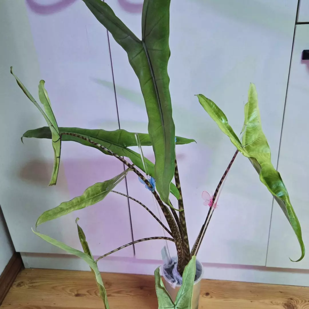 Tigrina Superba Mint Corm - thumbnail