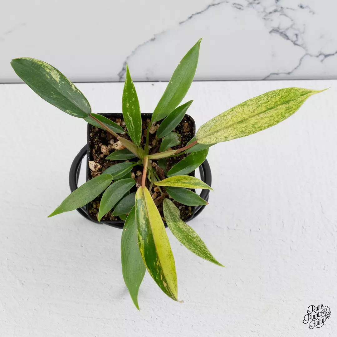 Philodendron Joepii variegated *Grower's choice* thumbnail