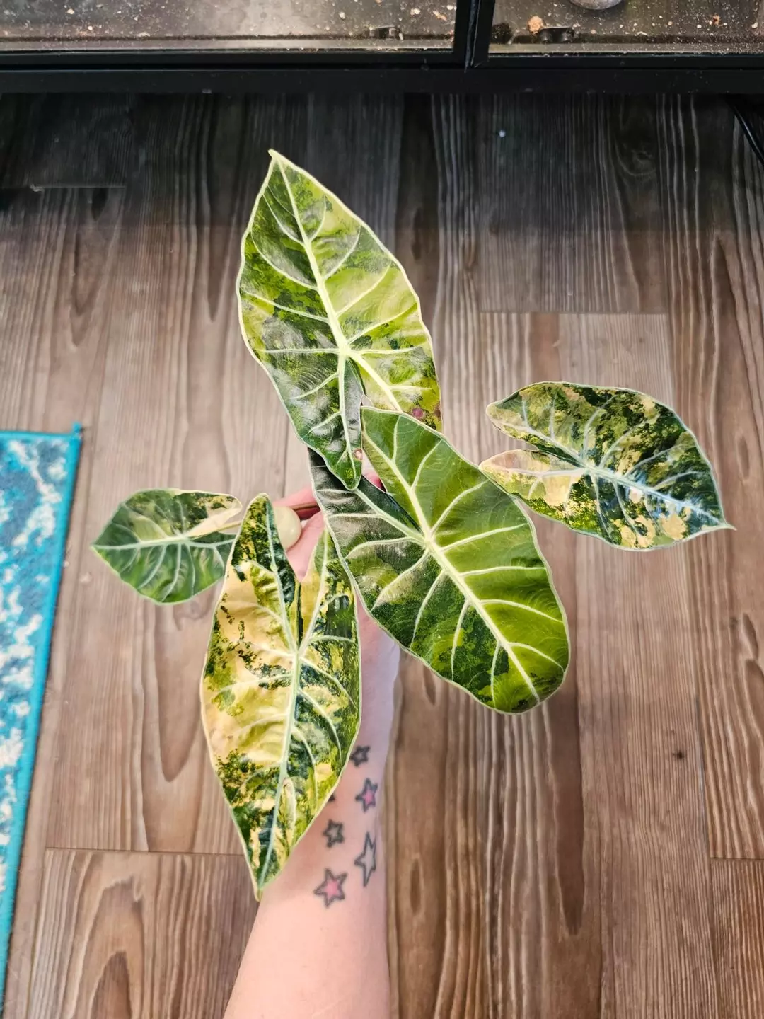 Alocasia Dragons Tooth Aurea / Suhirmaniana Aurea thumbnail