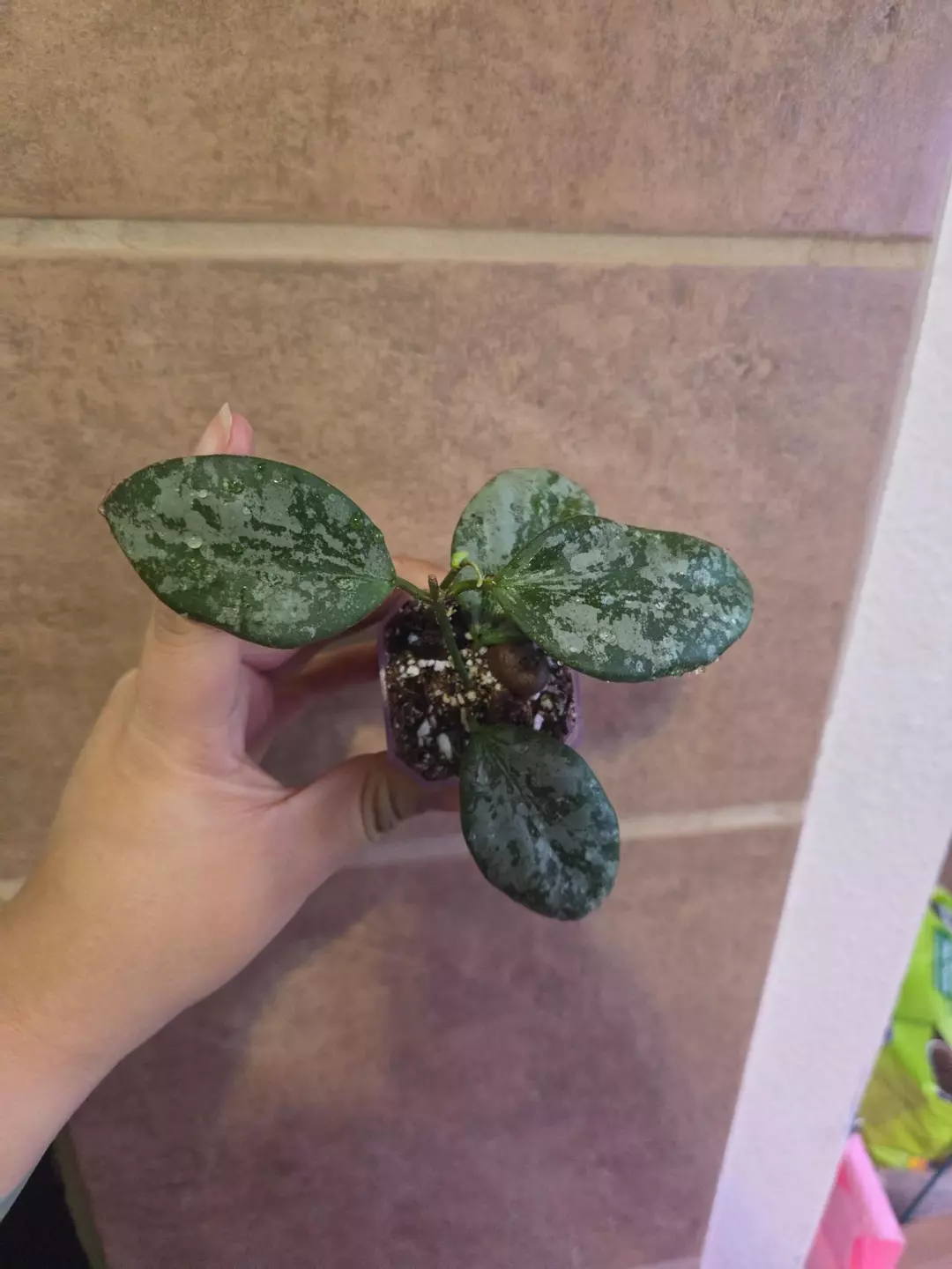 Hoya Collina NOID (Splash) ROOTED thumbnail