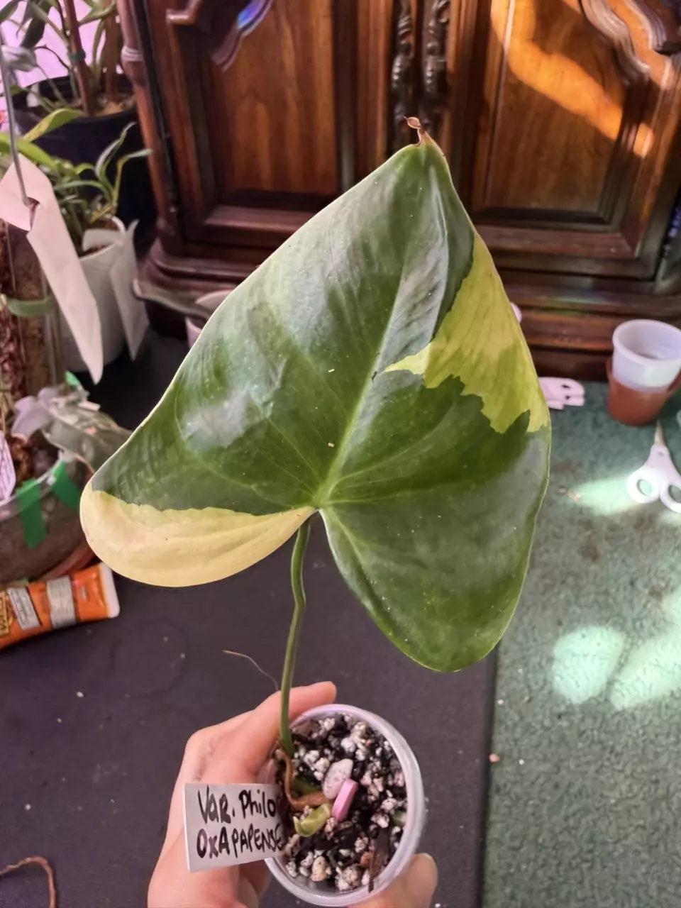 Variegated oxapapense philodendron thumbnail
