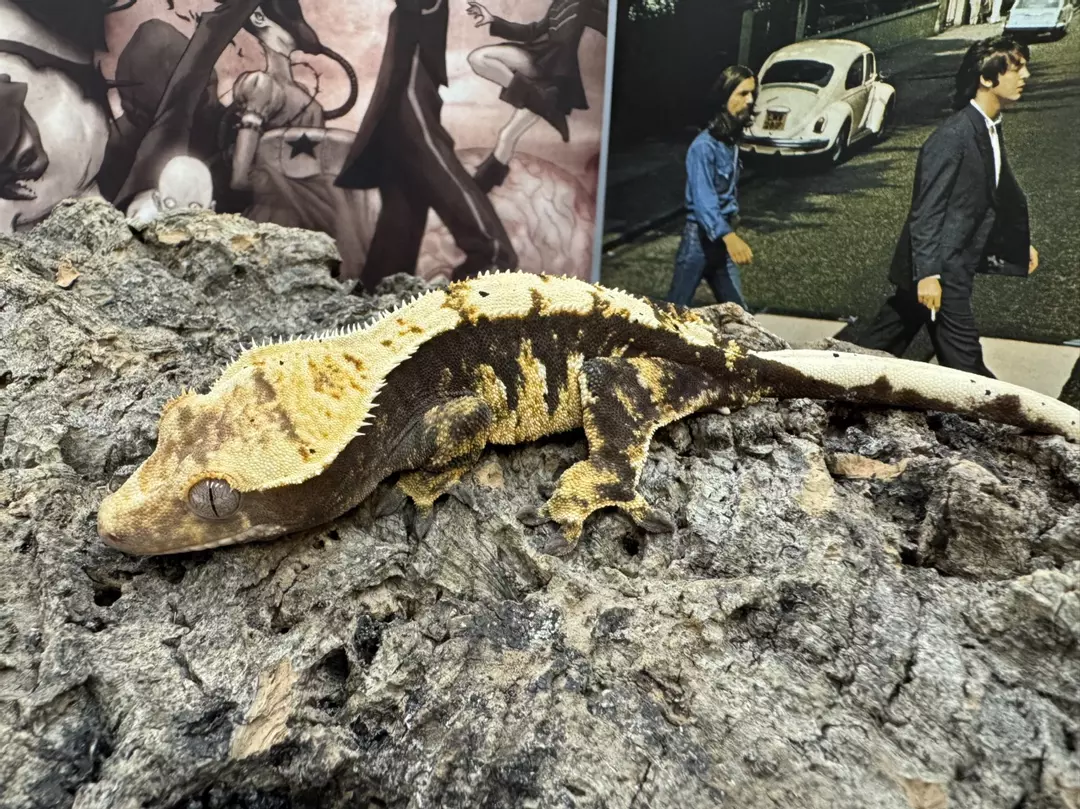 WS-1363 003 66% Het Axanthic Tri-color Male 28.3g thumbnail