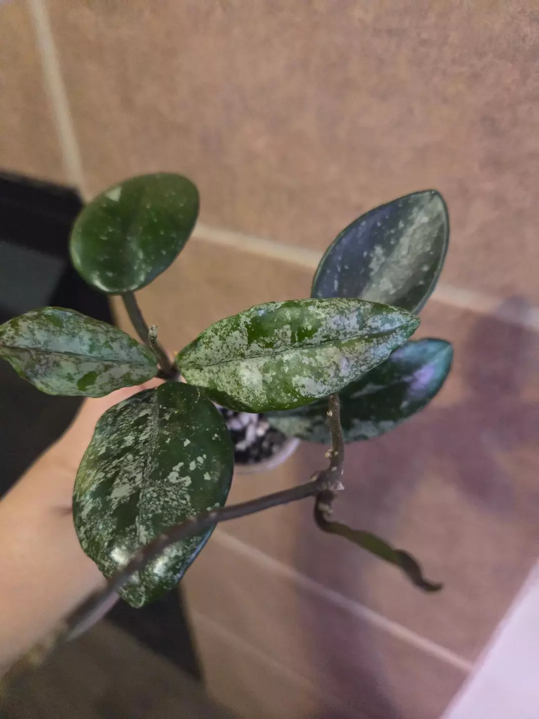 Hoya wilbur graves russia ROOTED thumbnail