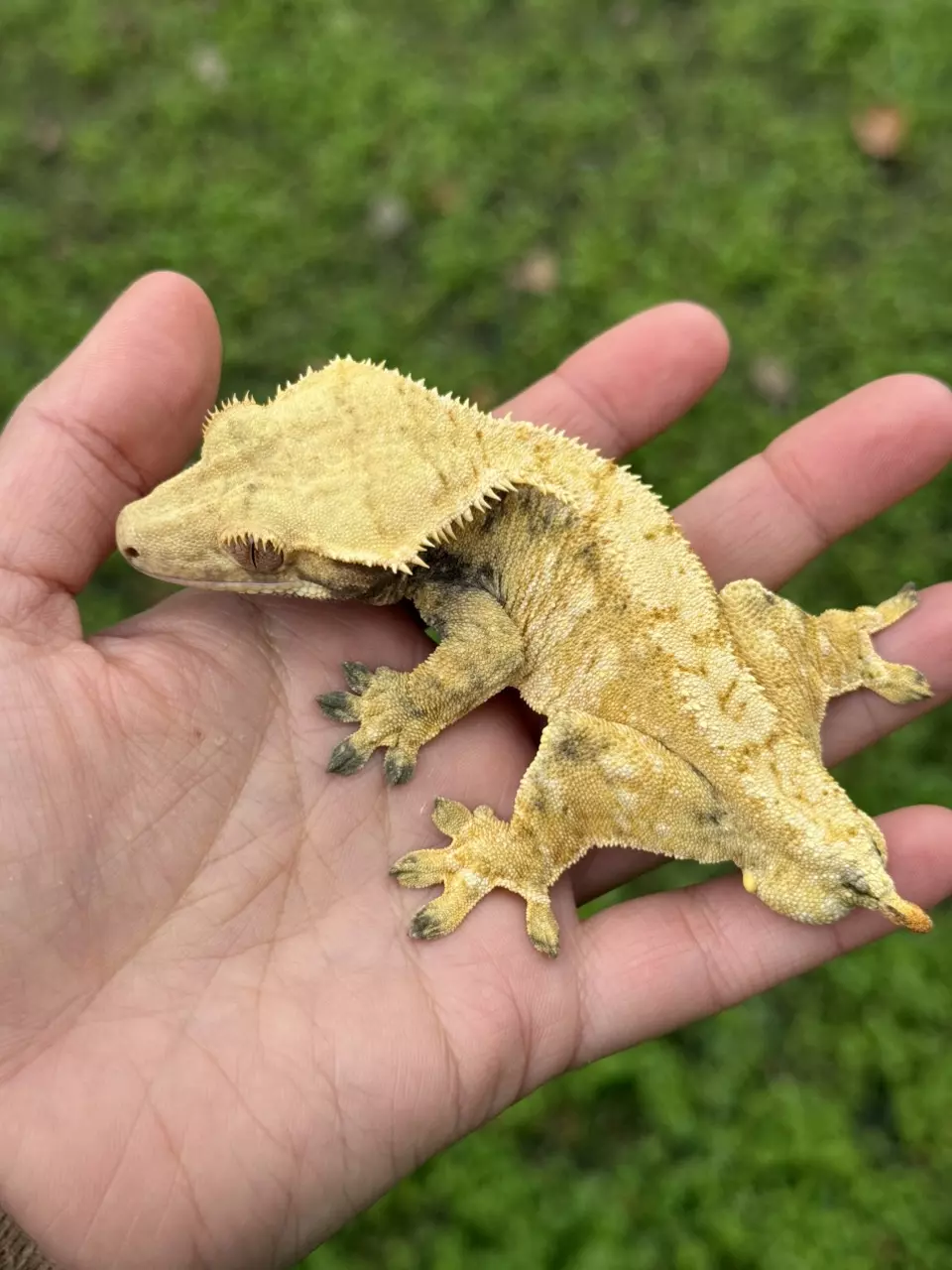 Caseoh - RTB M High Orange Extreme thumbnail