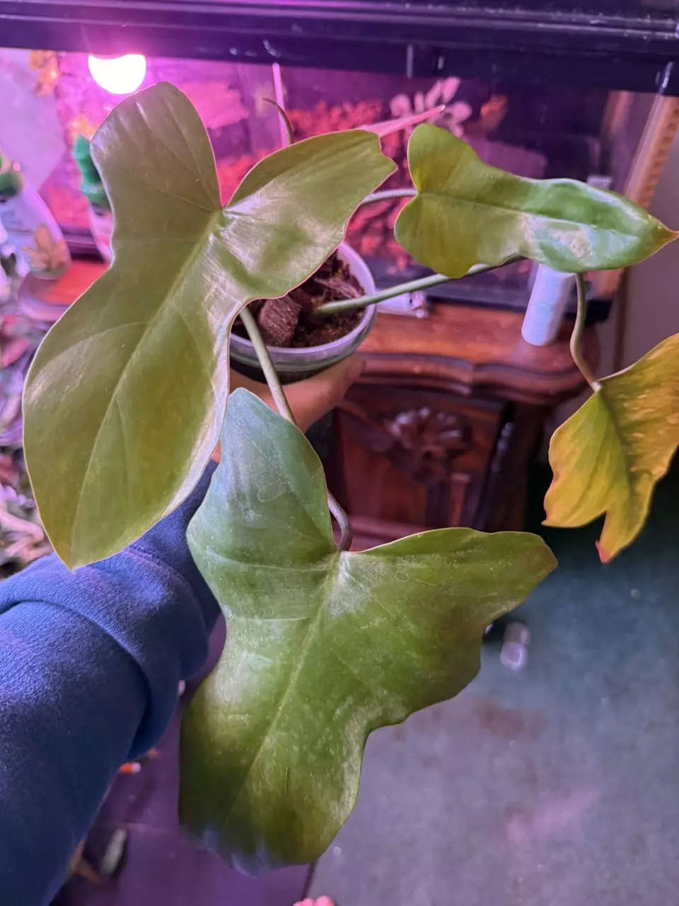 Florida beauty x mayoi reverted? thumbnail