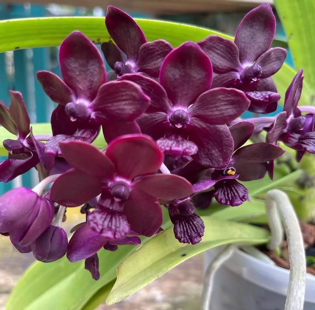 Rhynchovanda Colmarie #2 - X-Large double blooming size orchid plants thumbnail