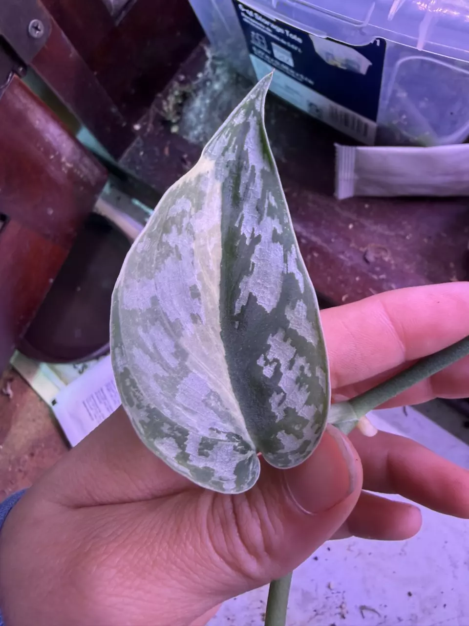 Scindapsus Mariposa top cut thumbnail