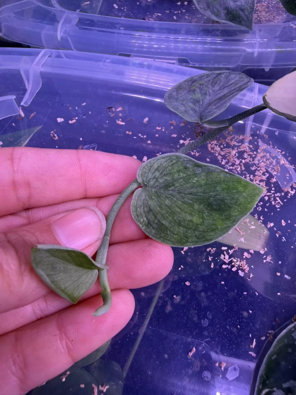 Scindapsus marahuyo top cut thumbnail