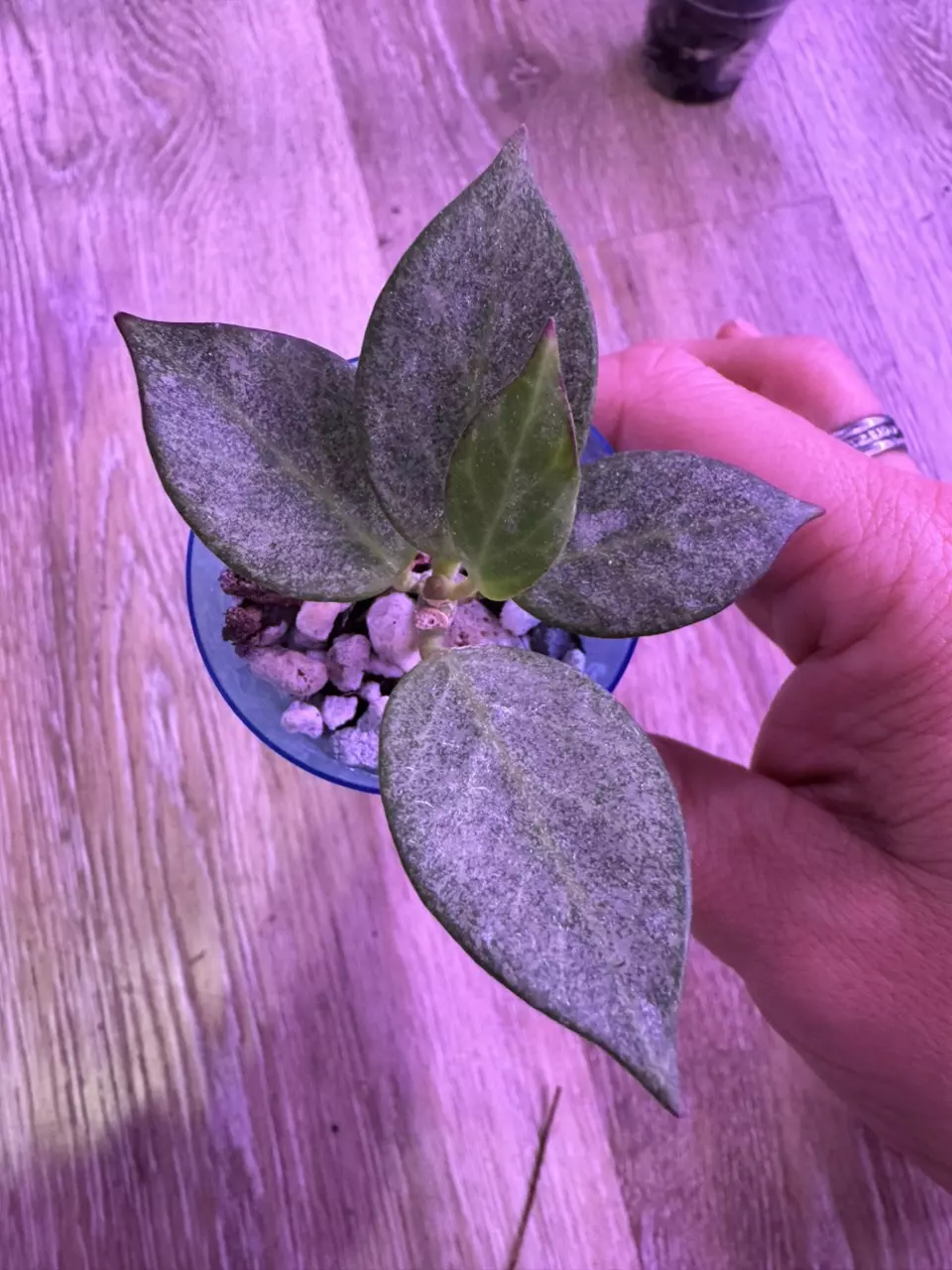 Obscura Silver thumbnail