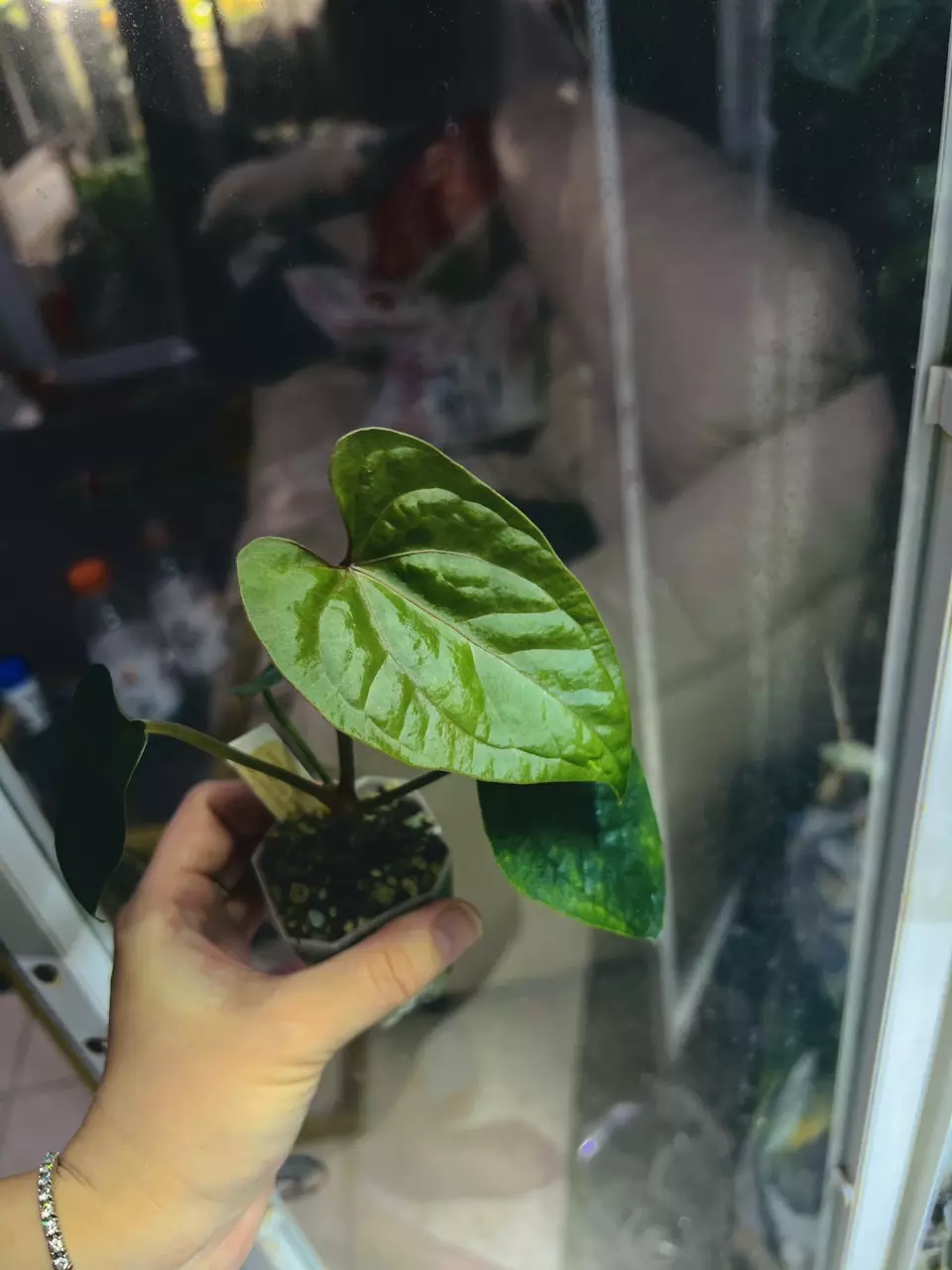 Anthurium Luxurians x Red Crystal thumbnail