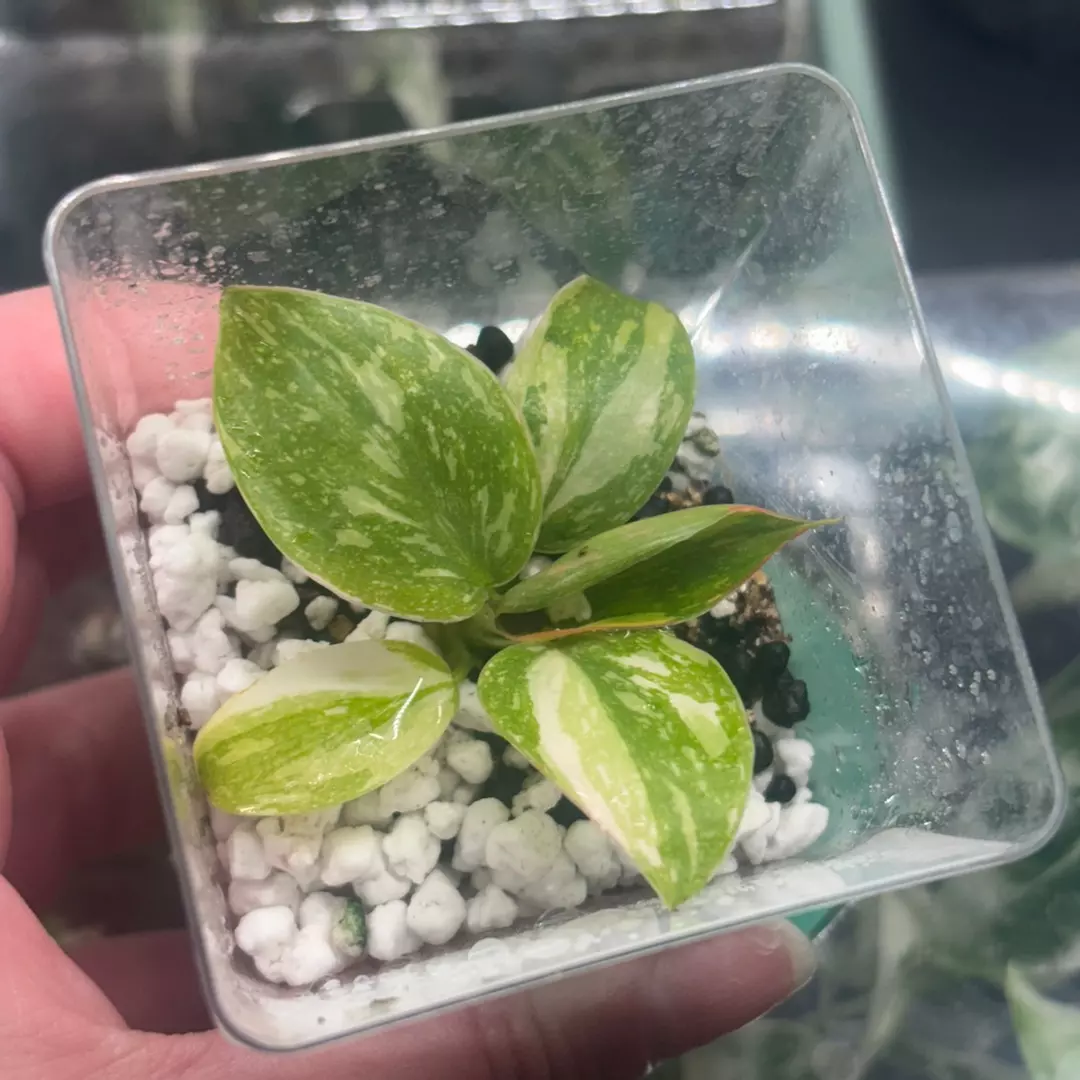 Philodendron Green Congo Nuclear thumbnail