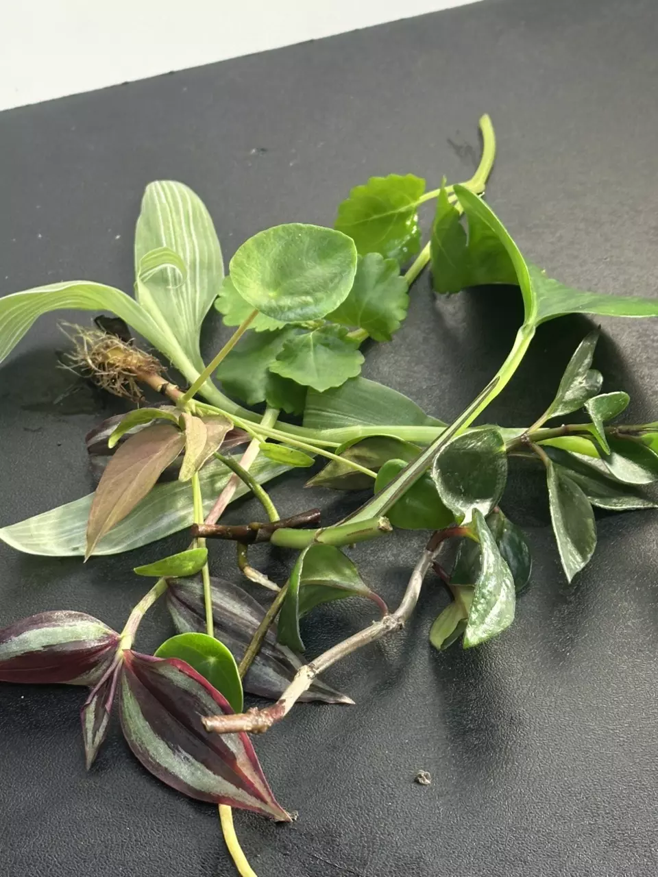 FREE cutting with purchase thumbnail