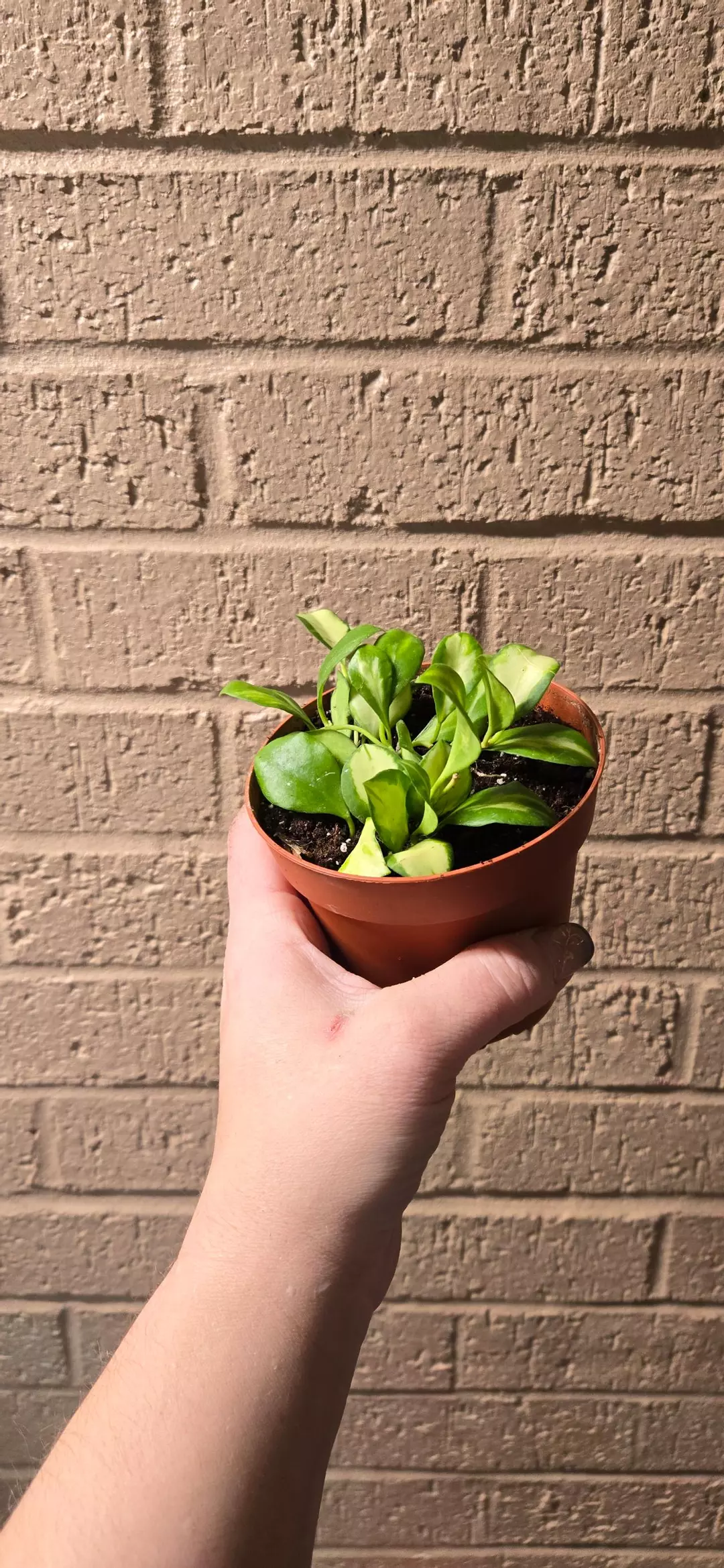 Variegated hoya hueschkeliana  4 inch thumbnail