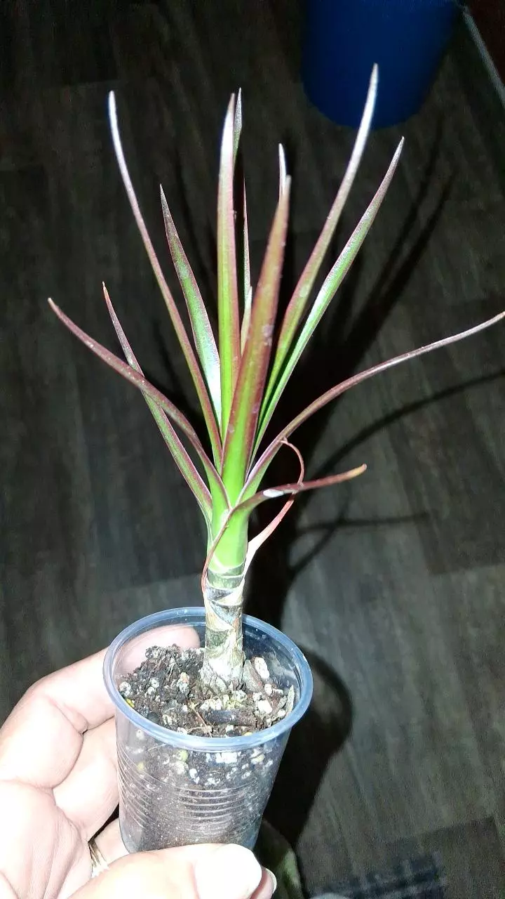 Madagascar dragon tree (Dracaena marginata), thumbnail