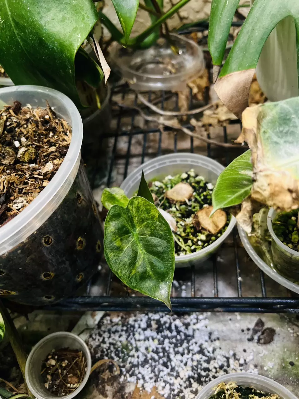 Alocasia Wentii Sunset Gold/Aurea Variegated thumbnail