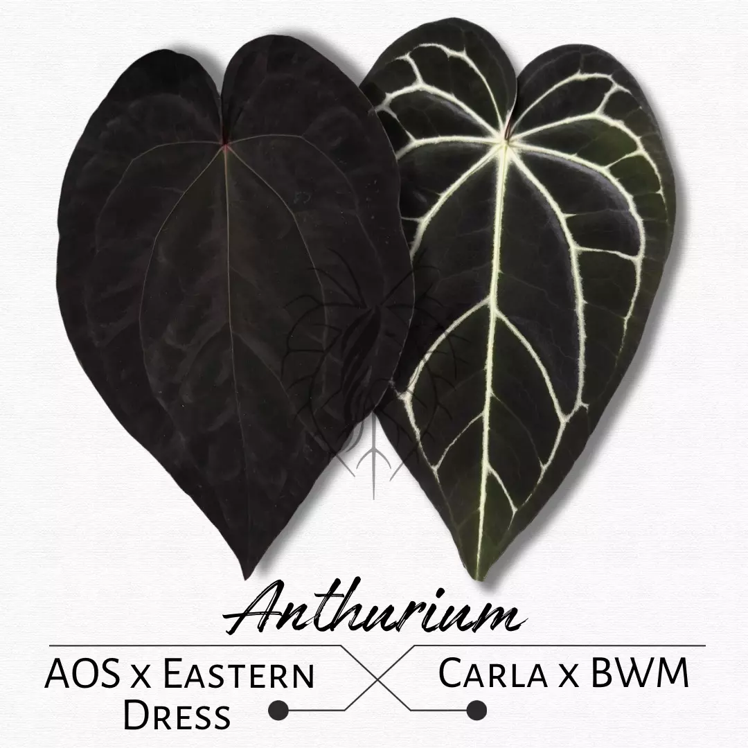 Anthurium AOS x Eastern Dress X Carla x BWM thumbnail