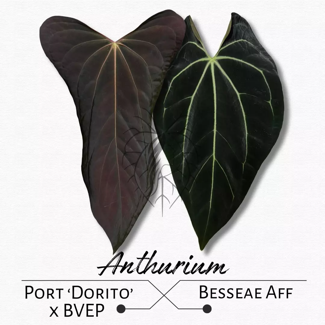 Anthurium Portillae ‘Dorito’ x Antolakii (BVEP) X Besseae Aff thumbnail