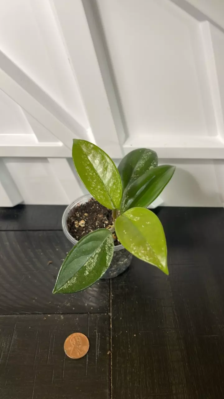 Hoya Wilbur Graves Russia #3 thumbnail