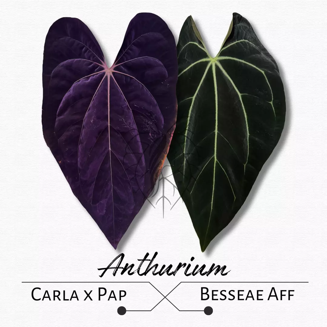 Anthurium Carla x Pap X Besseae Aff thumbnail