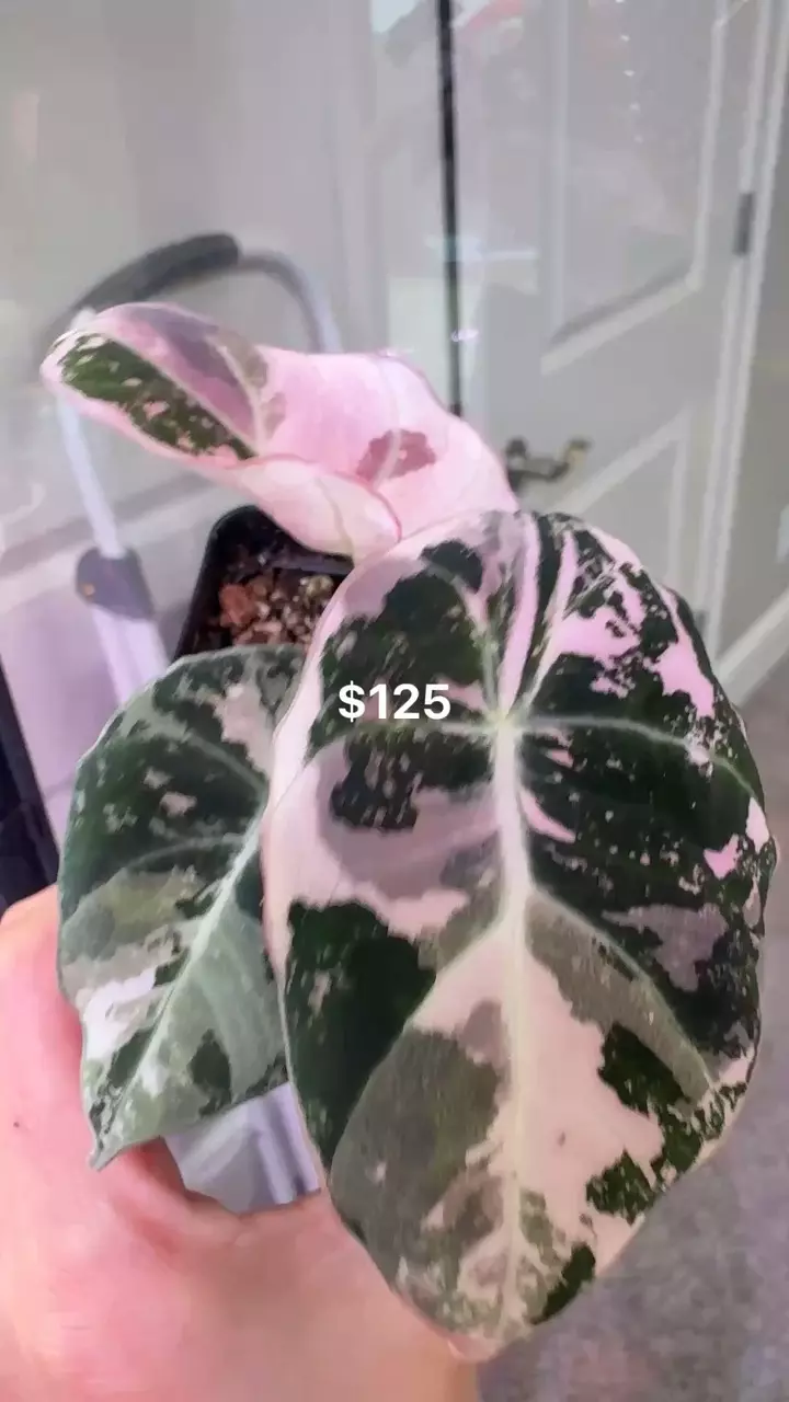 Two PBVs plus insulation and 72 hr heating pack thumbnail