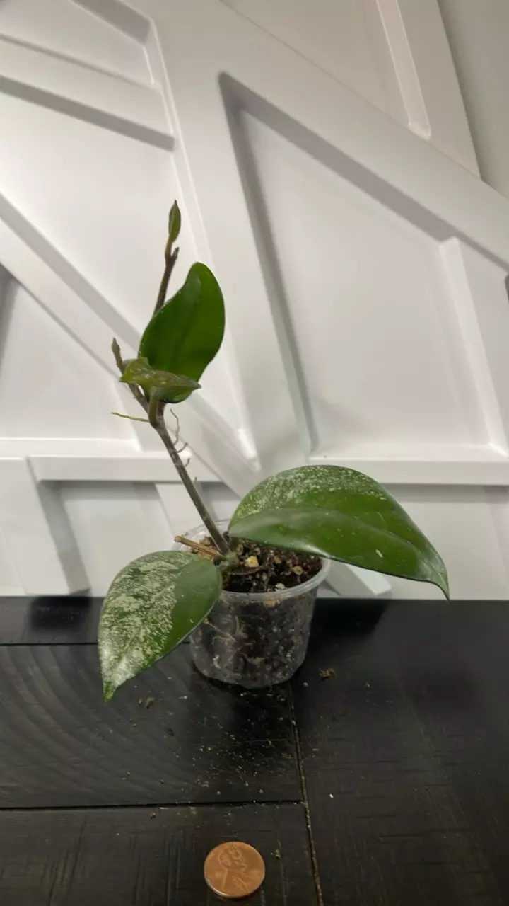 Hoya Wilbur Graves Russia #4 thumbnail