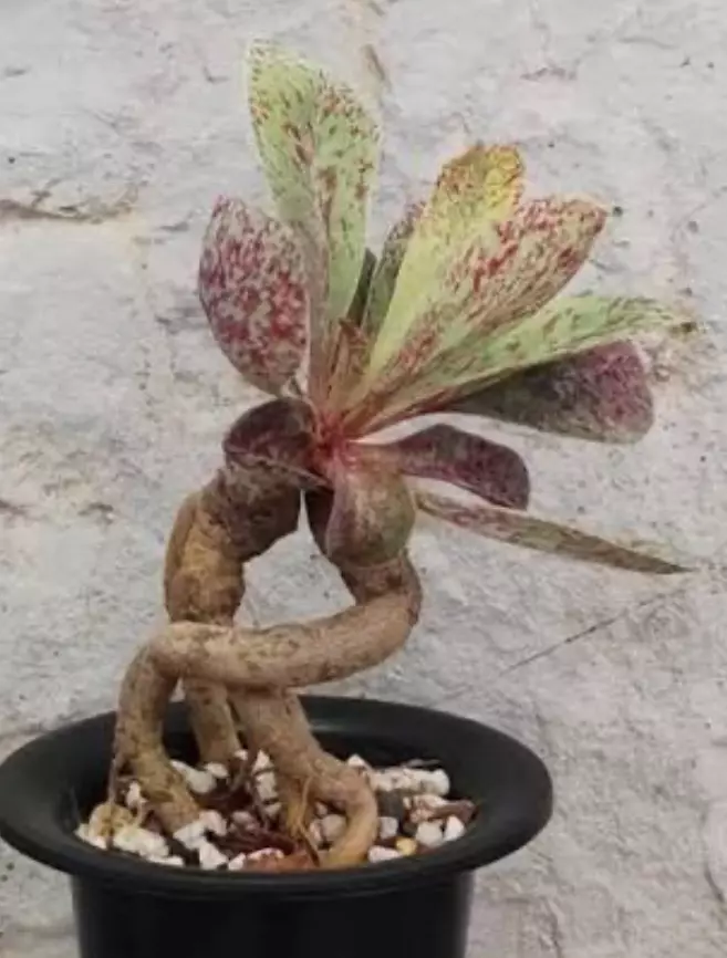 euphorbia khandallensis thumbnail