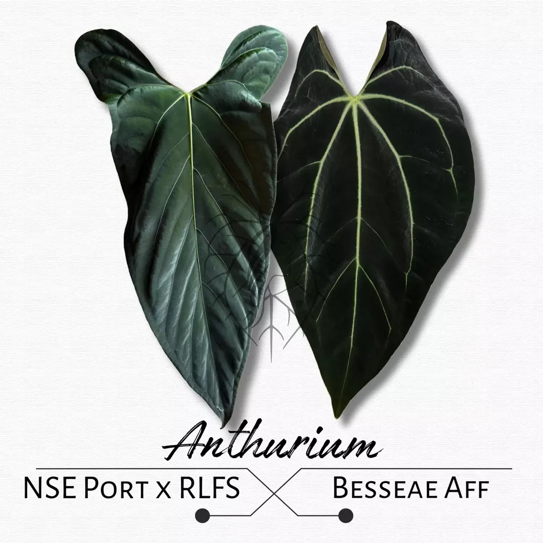 Anthurium NSE Portillae x RLFS X Besseae Aff thumbnail