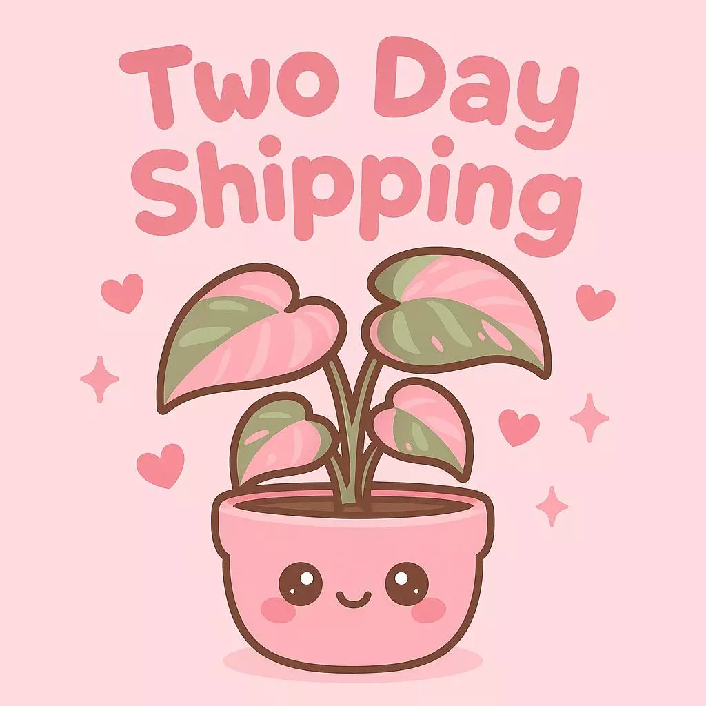 Shipping Upgrade thumbnail