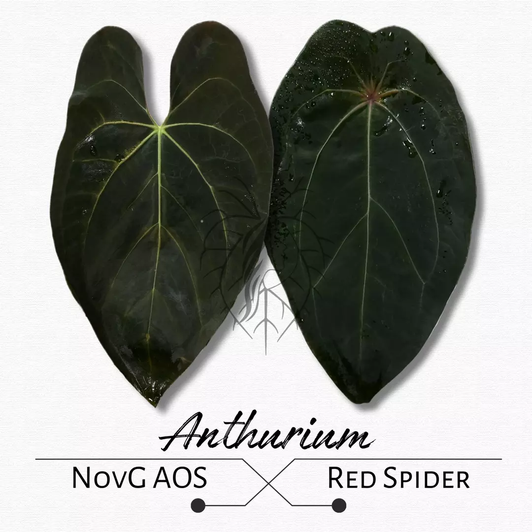 Anthurium NoveltyG AOS x Red Spider thumbnail