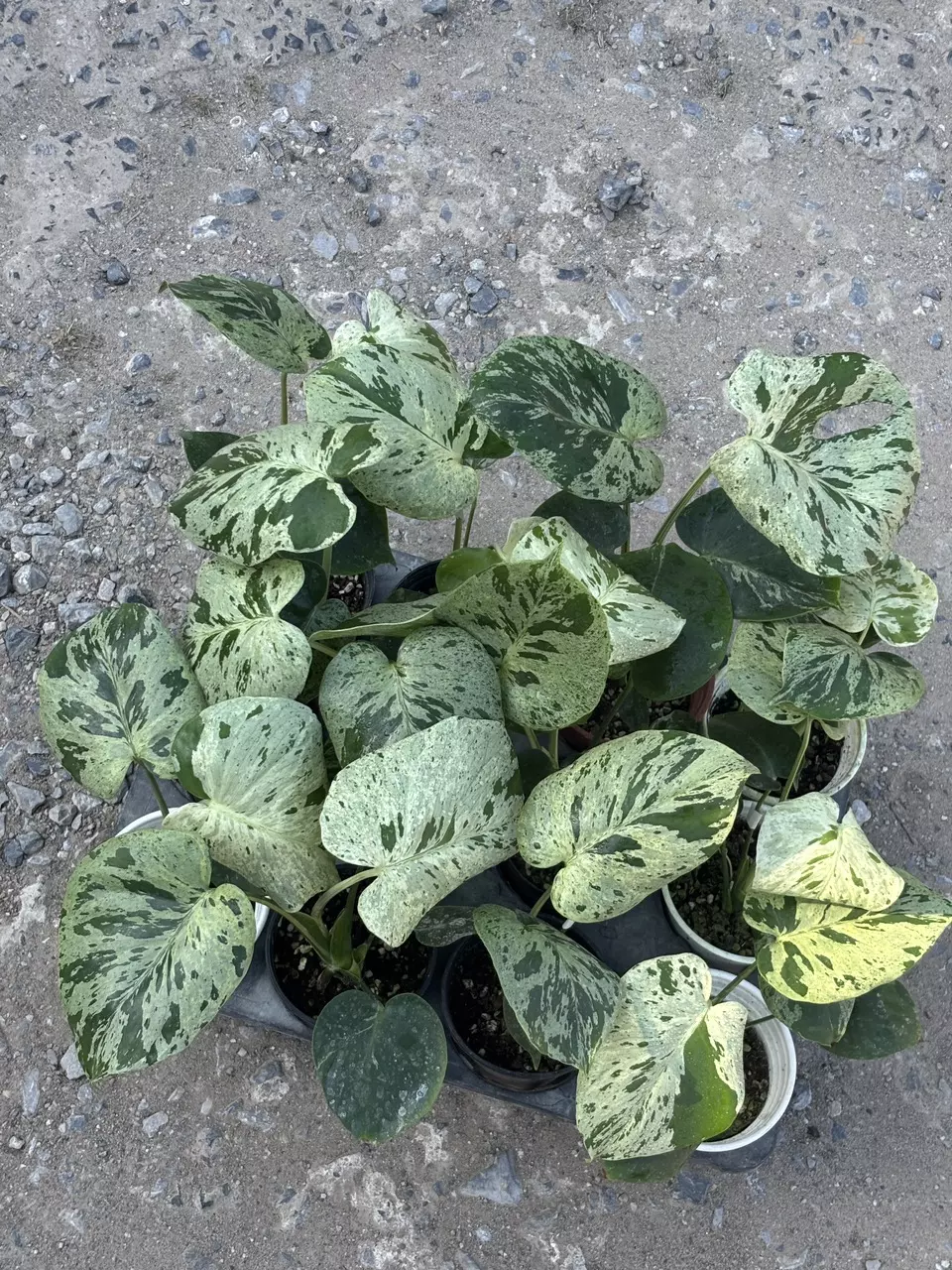 Monstera Vietciosa Seller’s choice thumbnail