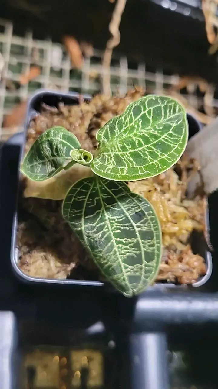 Macodes petola thumbnail