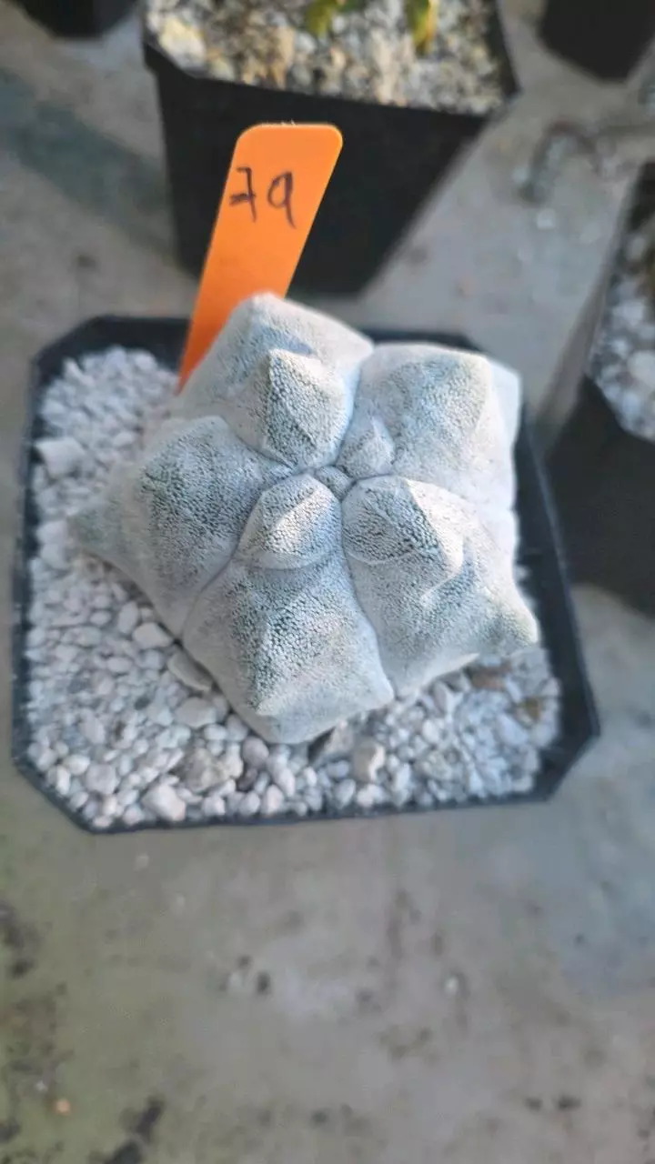 astrophytum myriostigma kikko coahuilense thumbnail