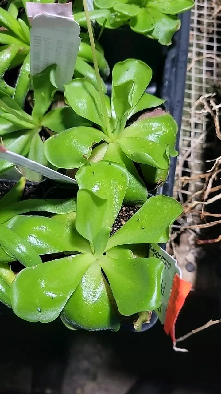 Pinguicula moranensis thumbnail