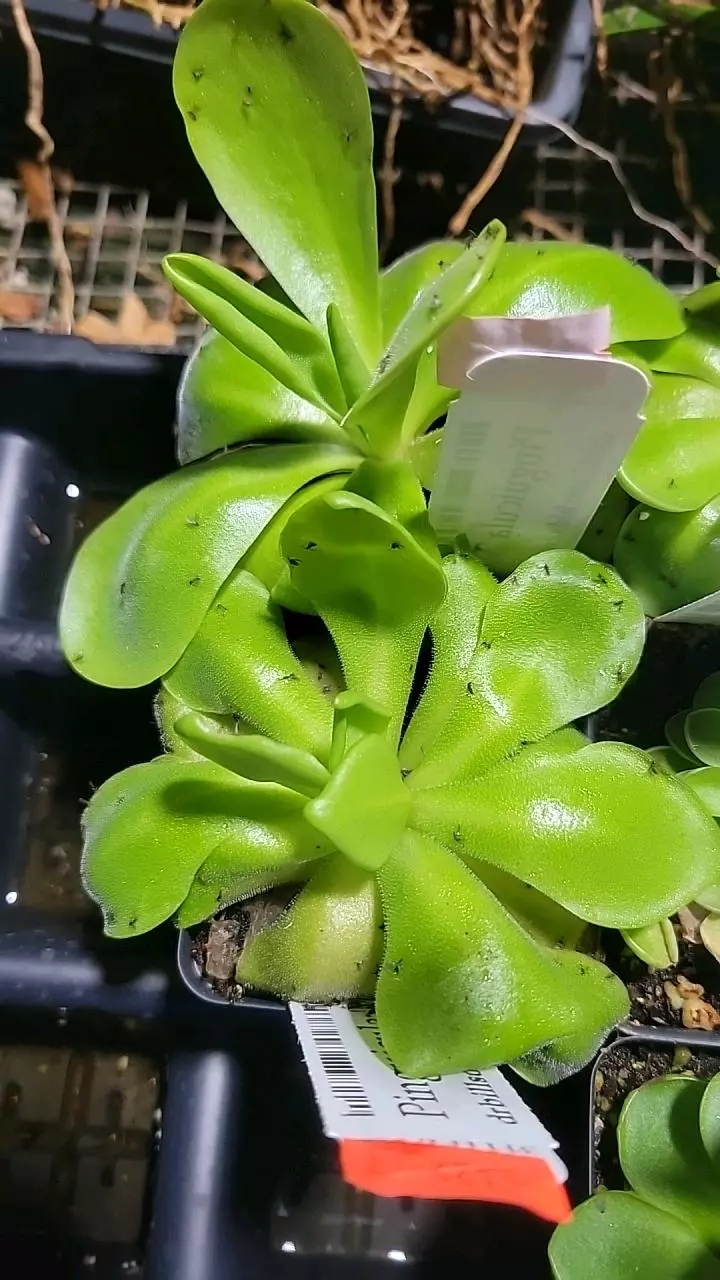Pinguicula Marciano thumbnail