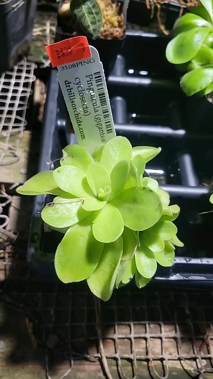Pinguicula gigantea x cyclosecta thumbnail