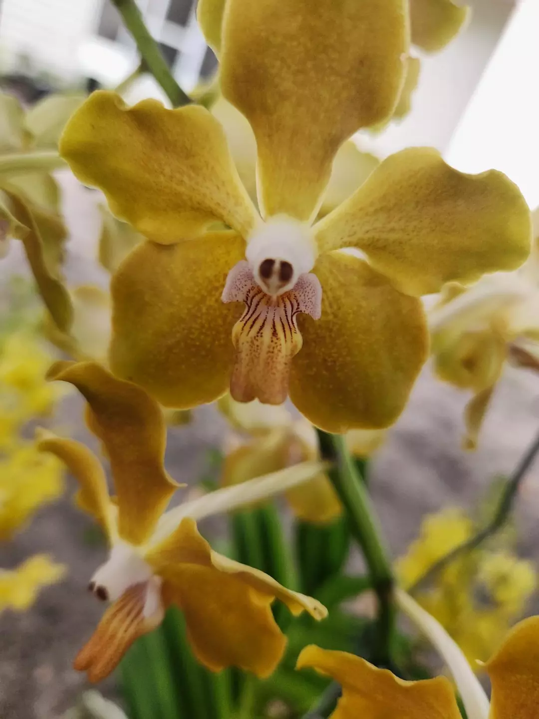 Vanda Lamelatta x Mem. Thienchai thumbnail