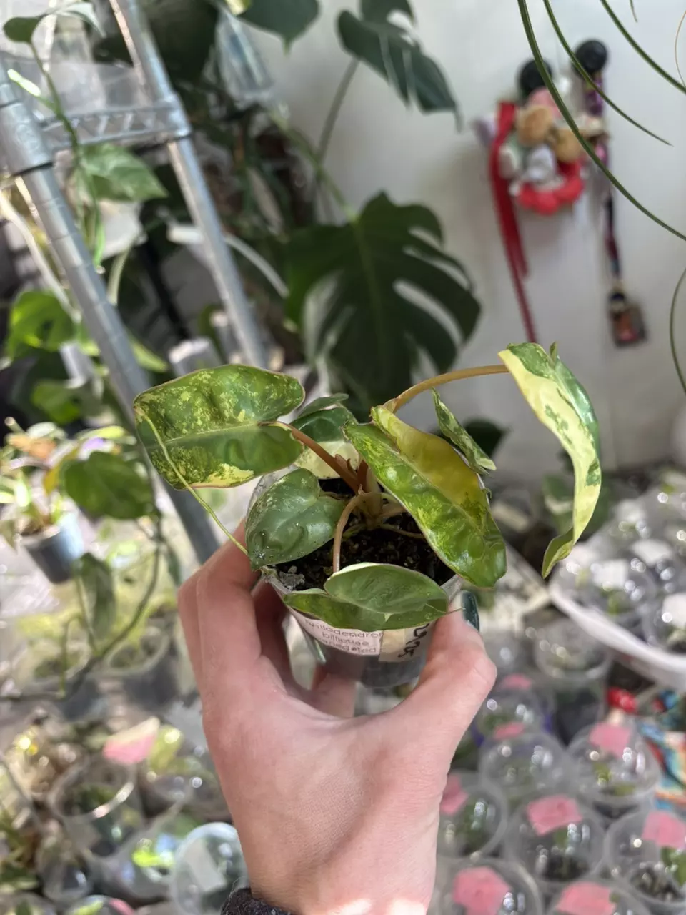 Robin’s Variegated Billie 🥰🥰🥰 thumbnail