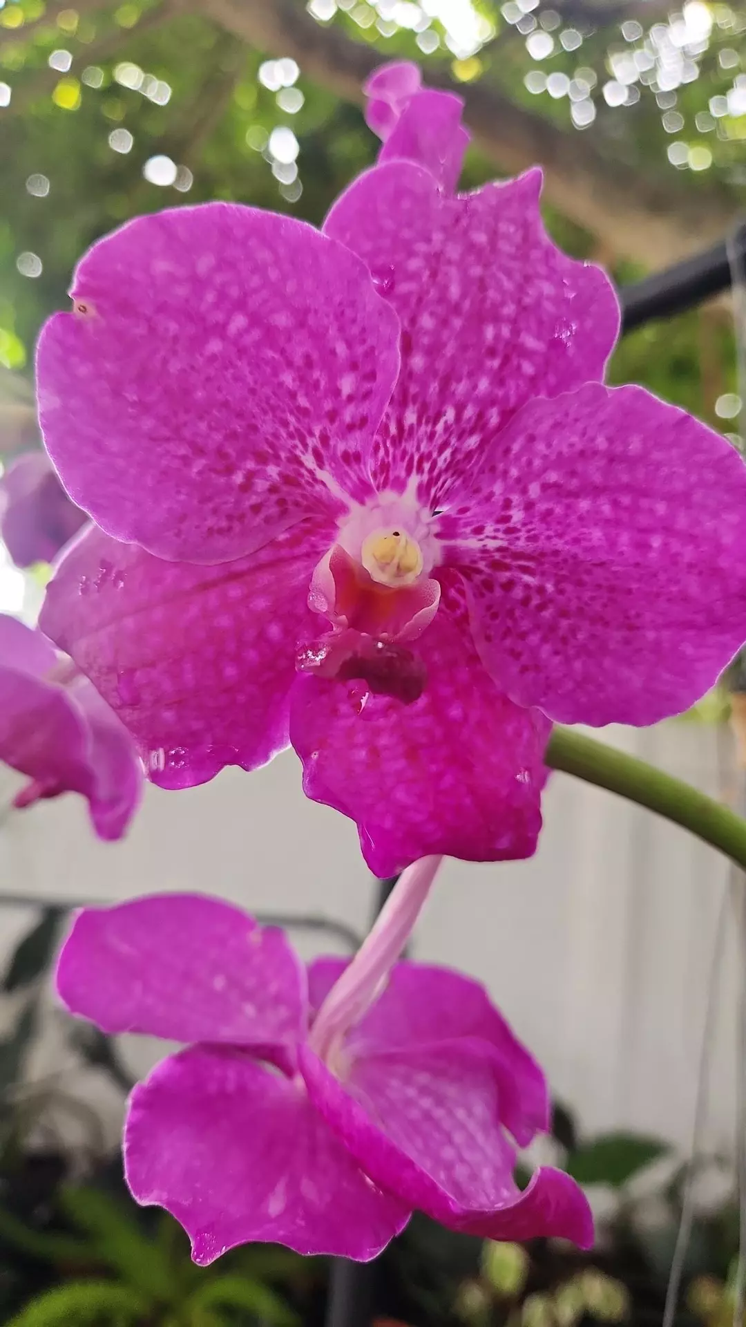 Huge Vanda Mdm. Rattana x Kretcant x coerulea x blitzes heartthrob thumbnail