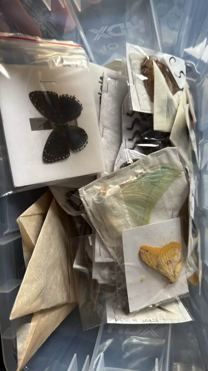 Random butterfly frame DIY kit 🦋❤️ thumbnail