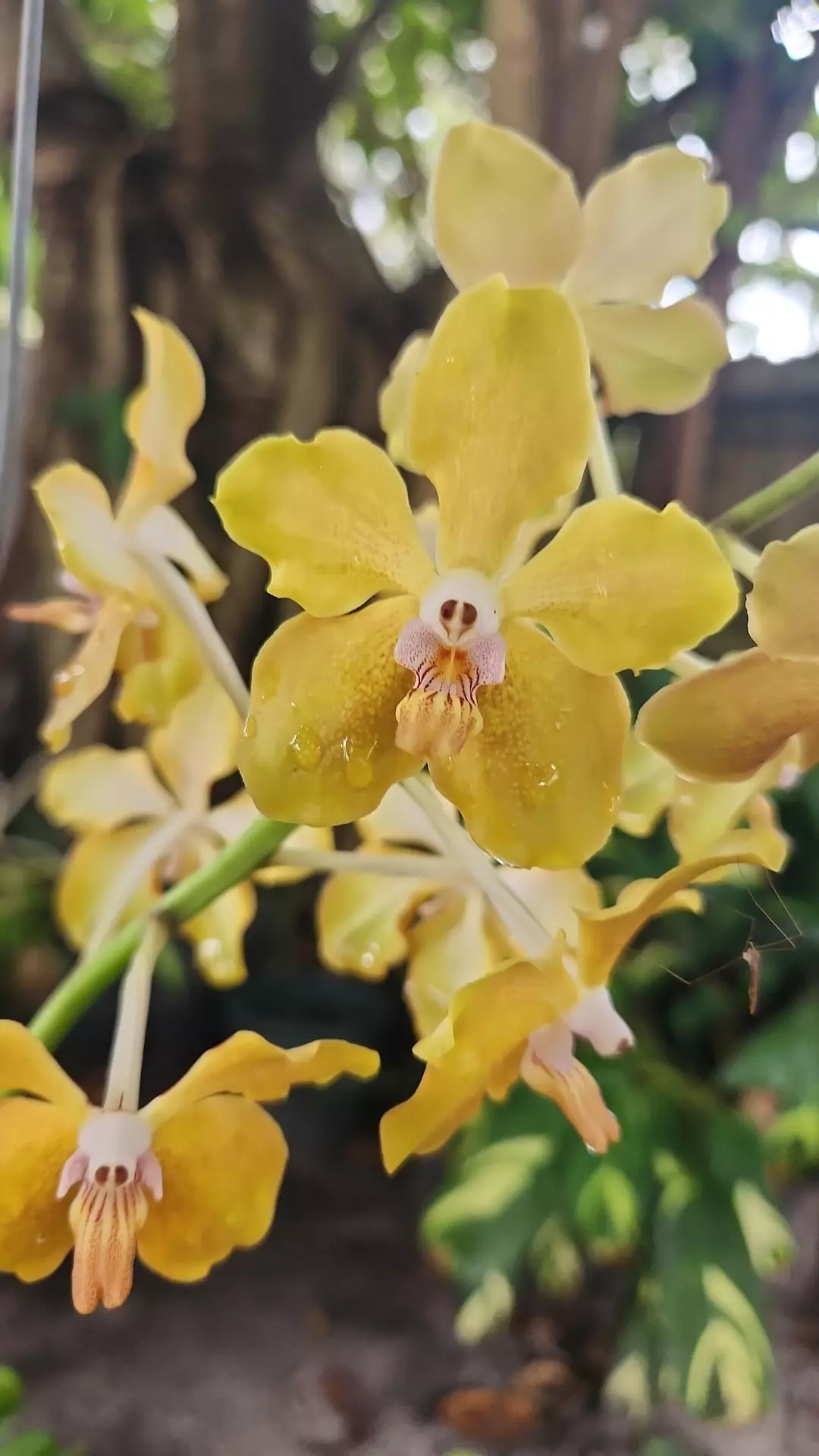 Vanda Lamelatta x Mem. Thienchai thumbnail