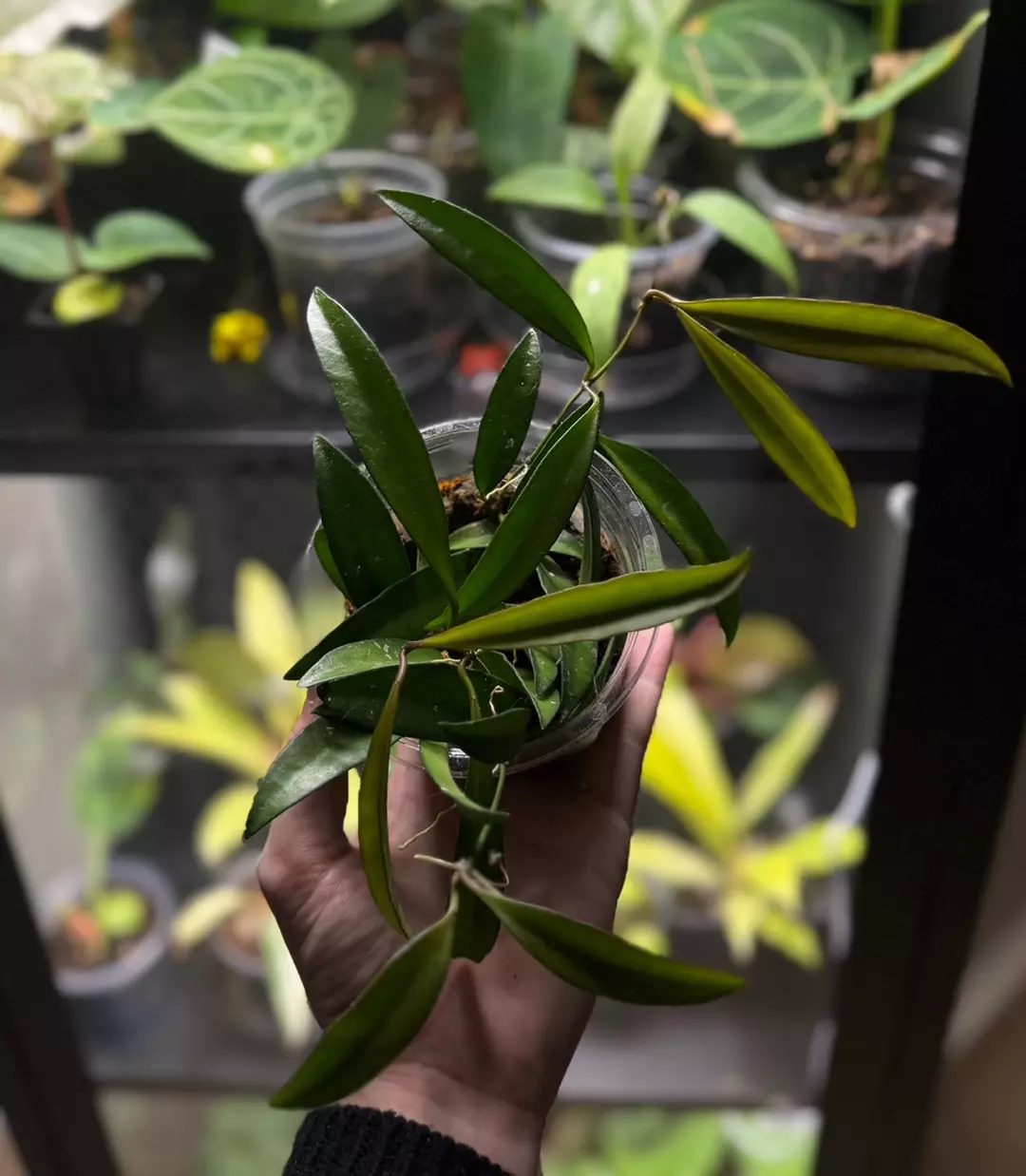 Hoya Wayetii thumbnail