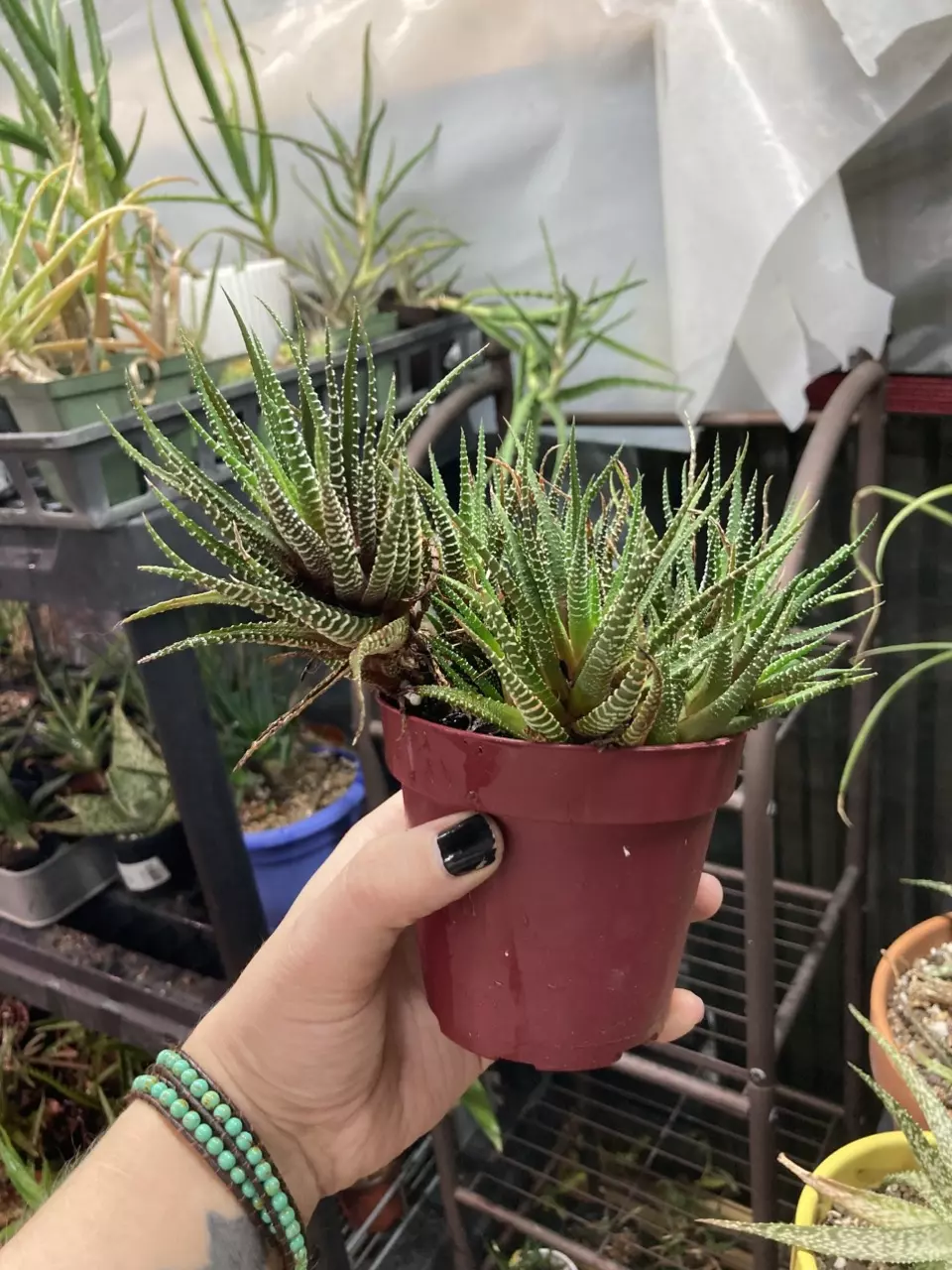 Haworthiopsis attenuata 4” pot zebra haworthia thumbnail